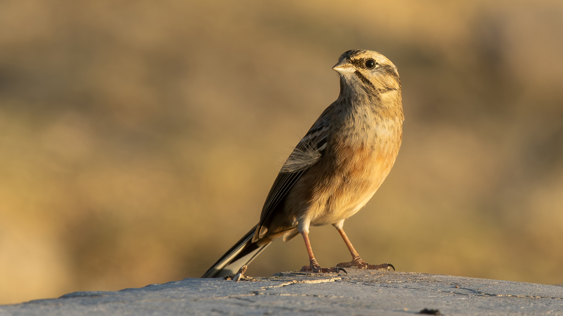 Rock Bunting